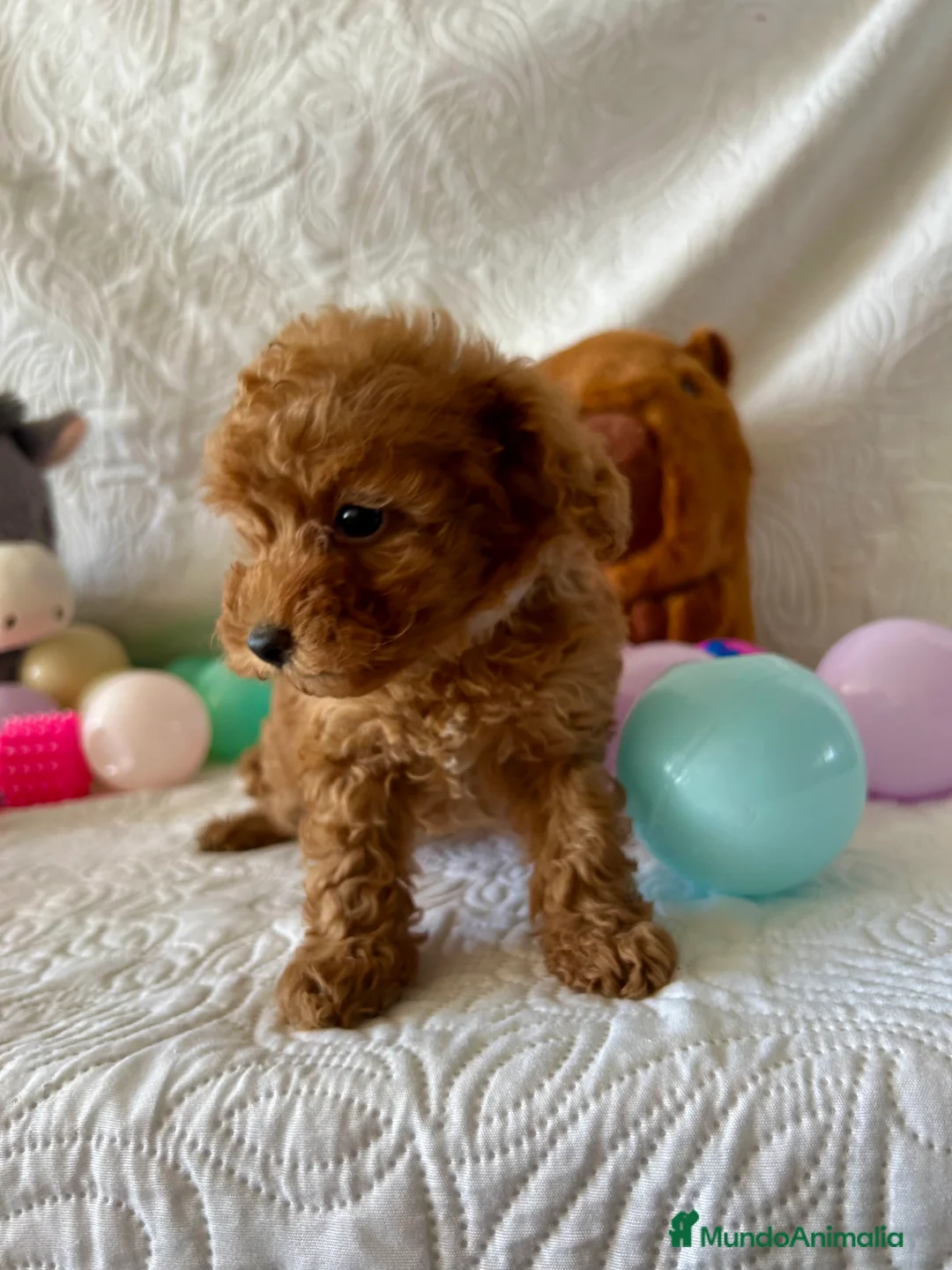 Caniche Toy perros en venta: CANICHE TOY ROJA - Anuncio 3