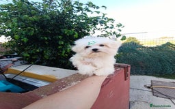 Bichón Maltés perros en venta: Cachorrito bichon maltes  - Imagen 4