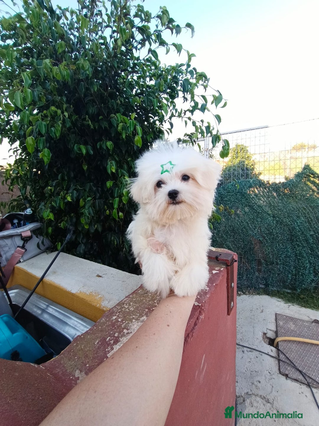 Bichón Maltés perros en venta: Cachorrito bichon maltes  - Imagen 4