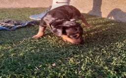 Pinscher Miniatura perros en venta: MINI PINCHER  - Imagen 2