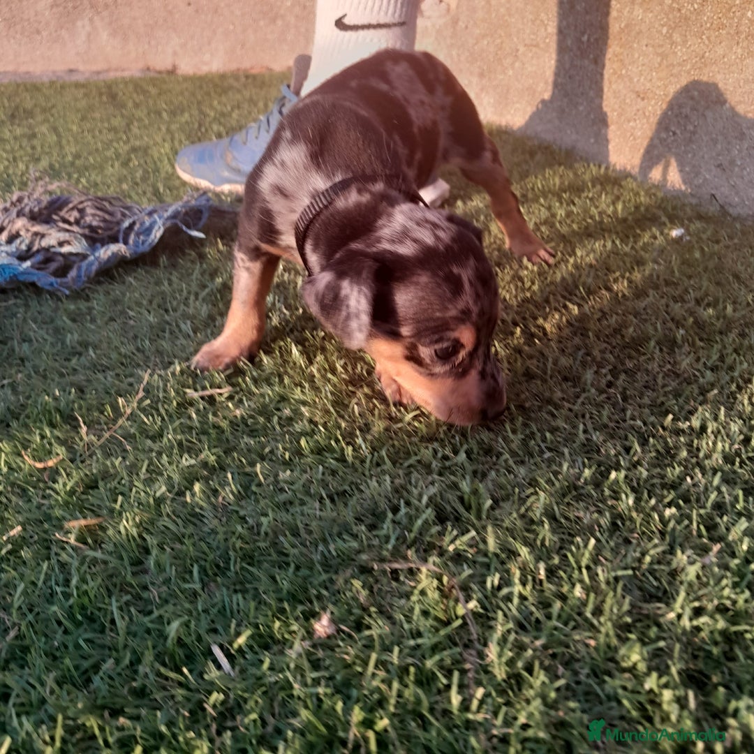Pinscher Miniatura perros en venta: MINI PINCHER  - Imagen 2