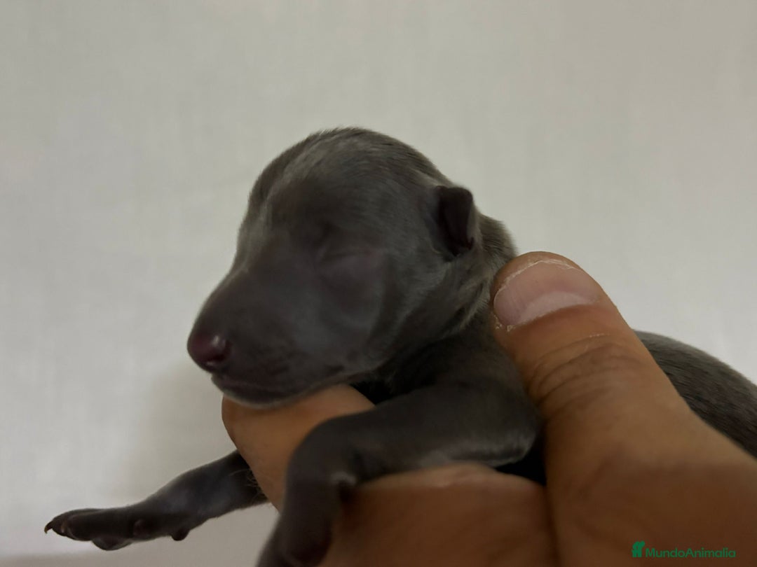 Pequeño Lebrel Italiano perros en venta: Pequeño lebrel Italiano - Imagen 4