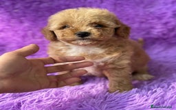 Maltipoo perros en venta: Maltipoo apricot - Imagen 7