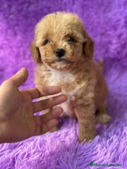 Maltipoo Cachorro 6