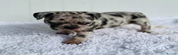 Bulldog Francés perros en venta: Bulldog frances Exotic - Anuncio 30