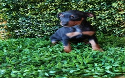 Pinscher Alemán perros en venta: PINCHER PURA RAZA - Imagen 3