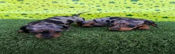 Teckel Miniatura perros en venta: Cachorros de Teckel miniatura  - Anuncio 3