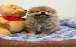 Pomerania perros en venta: Lulu pomerania  - Imagen 5