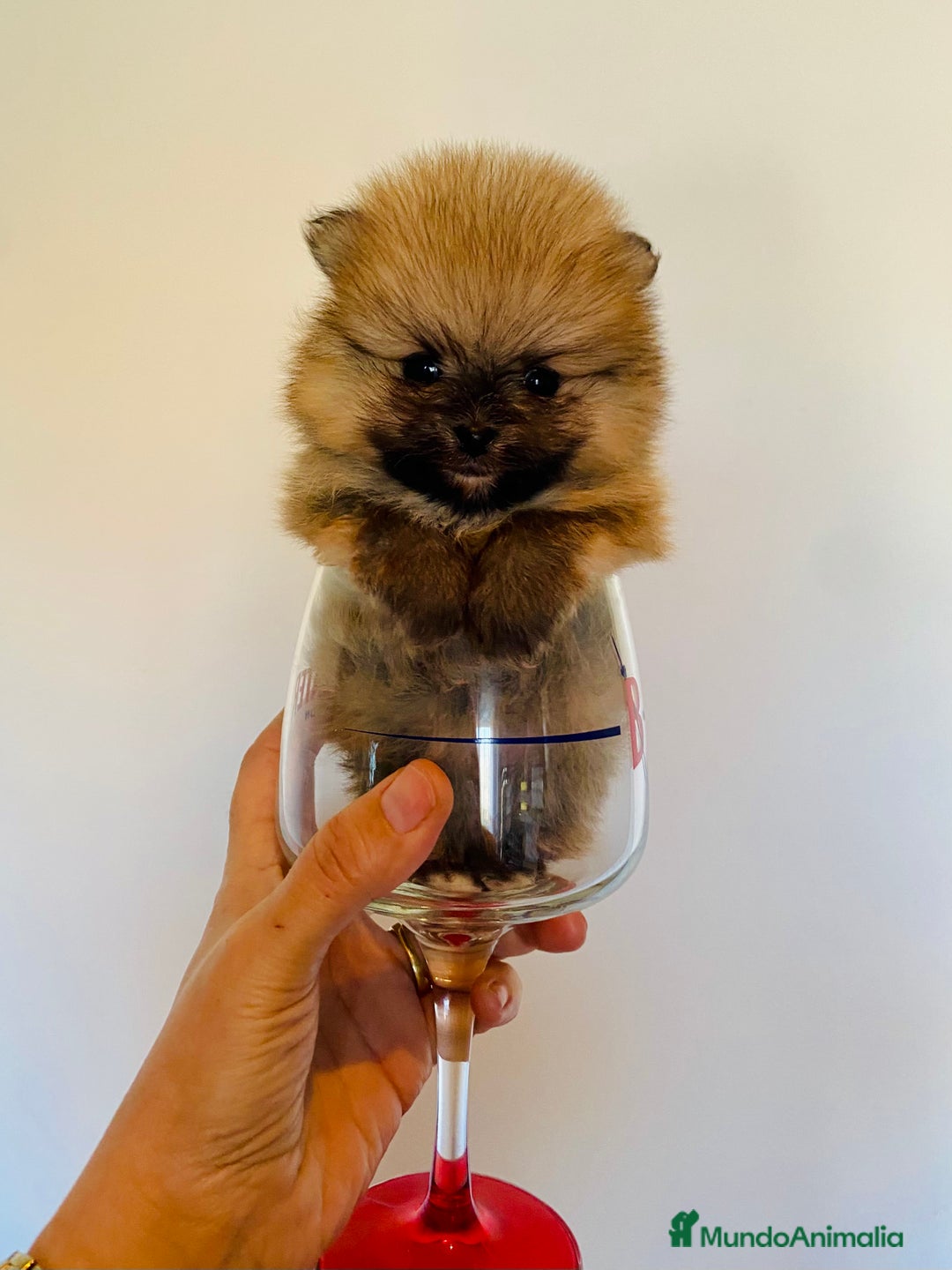 Pomerania perros en venta: Pomerania miniatura  - Anuncio 2