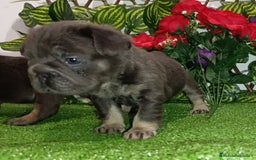 Bulldog Francés perros en venta: Fluffys y exóticos bulldog impresionantes  - Imagen 4