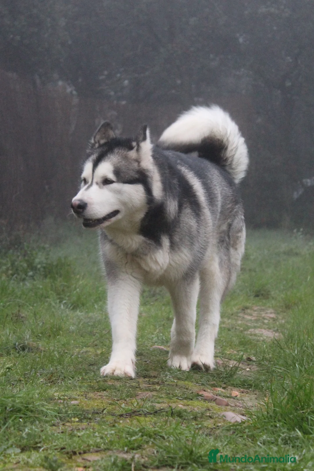 Imagen de galería {{count}}