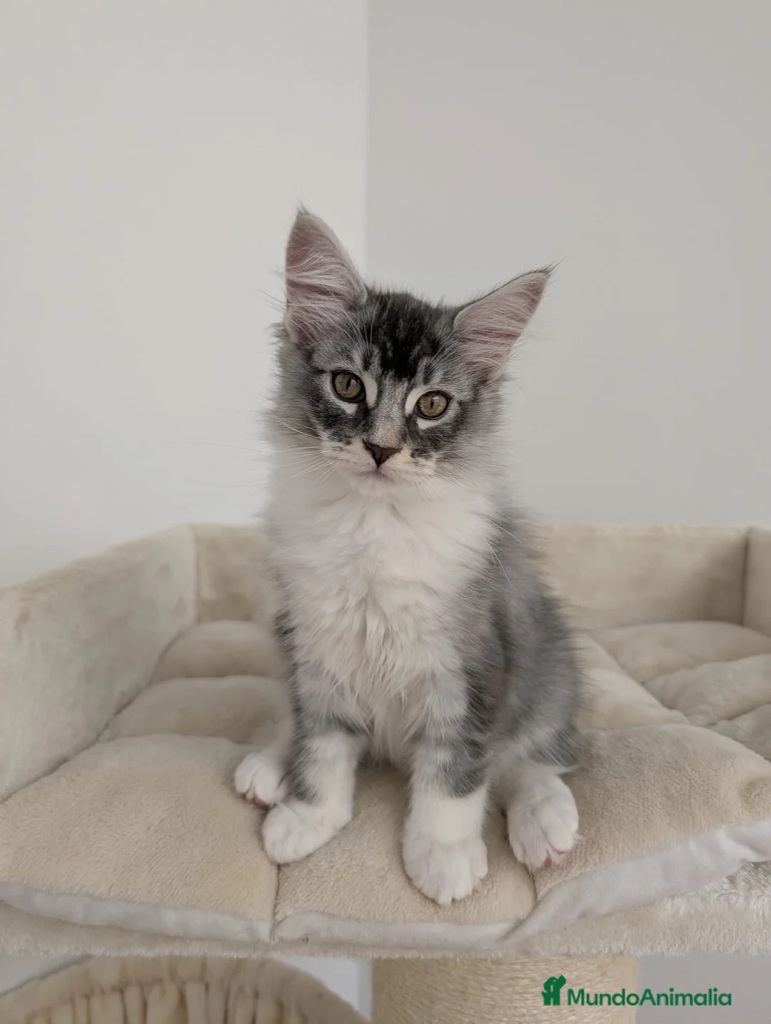 Maine Coon gatos en venta: Machito de Maine Coon - Anuncio 1