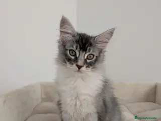 Maine Coon gatos Machito de Maine Coon - Anuncio 1