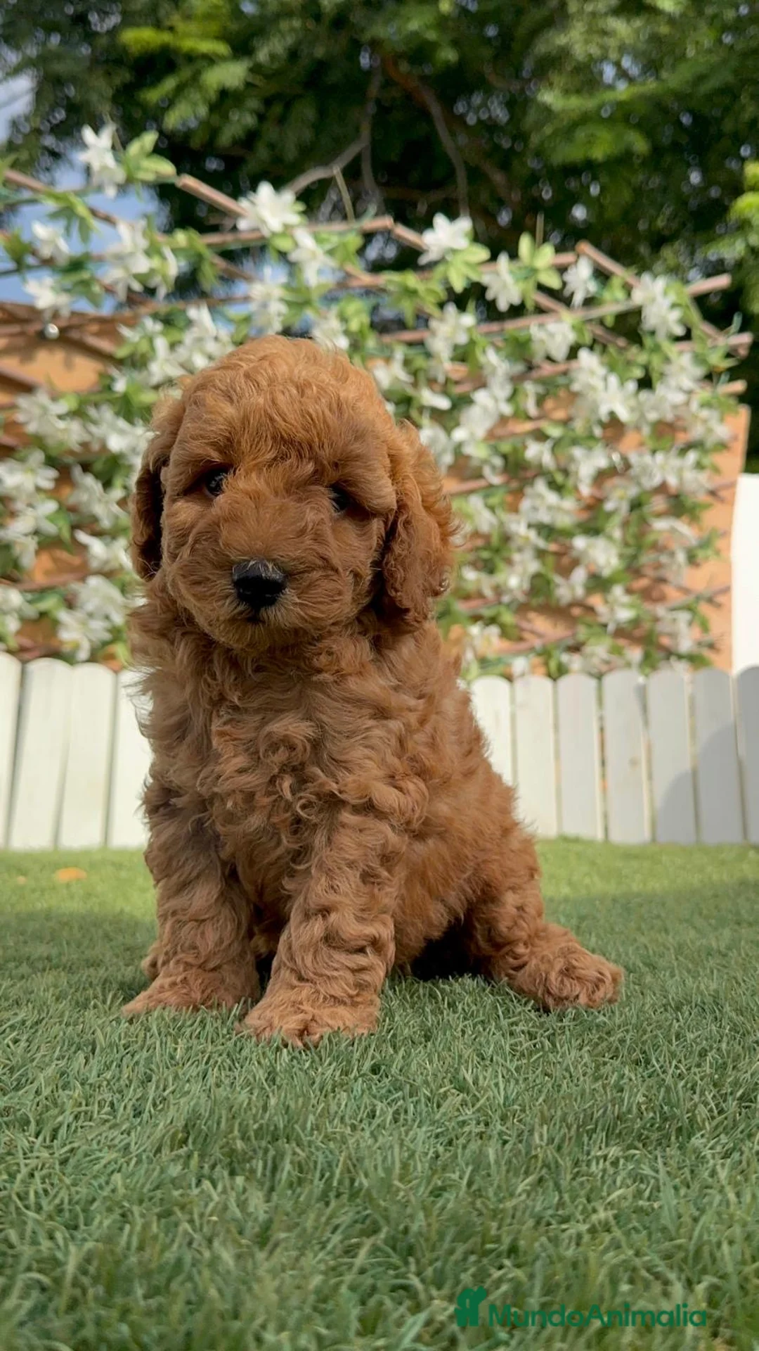 Caniche Enano perros en venta: CANICHE ENANO - Anuncio 2
