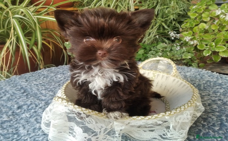 Biewer Yorkshire Terrier a la Pom Pon perros - Anuncio 3