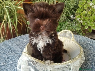 Biewer Yorkshire Terrier a la Pom Pon perros - Anuncio 10