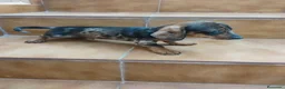 Teckel Miniatura perros en venta: Machito teckel rojo arlequín  - Anuncio 5