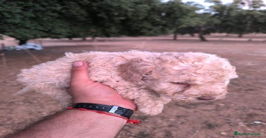 Perro de Agua Español perros - Anuncio 5