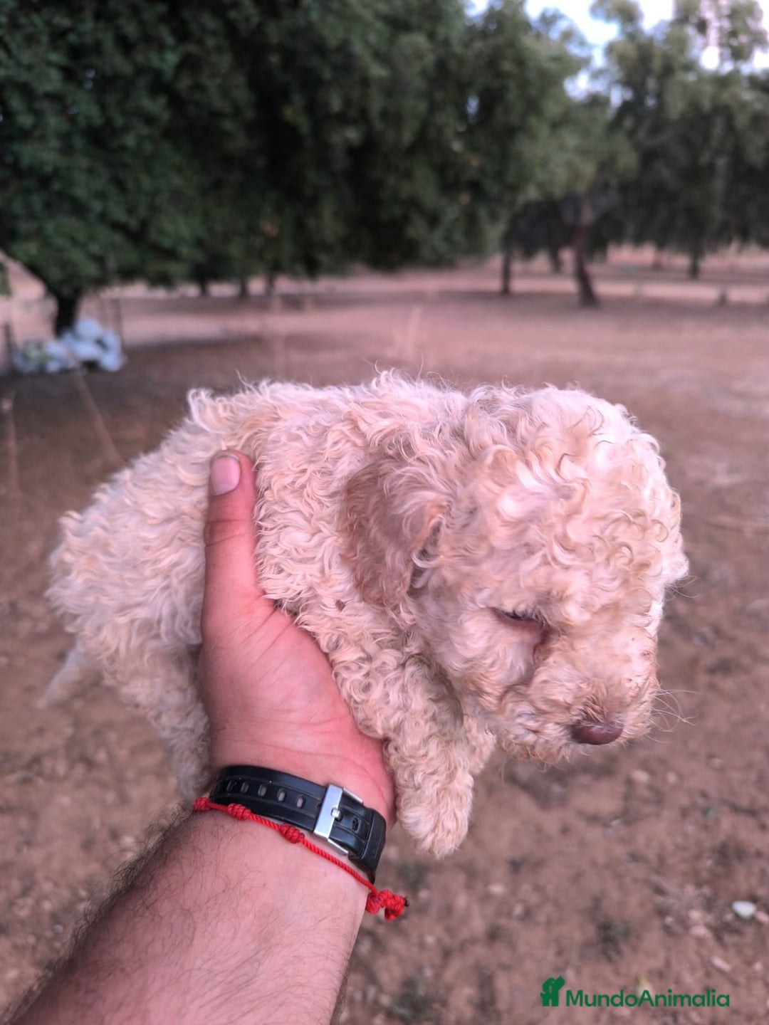 Perro de Agua Español perros en venta: Perro de agua español - Imagen 2