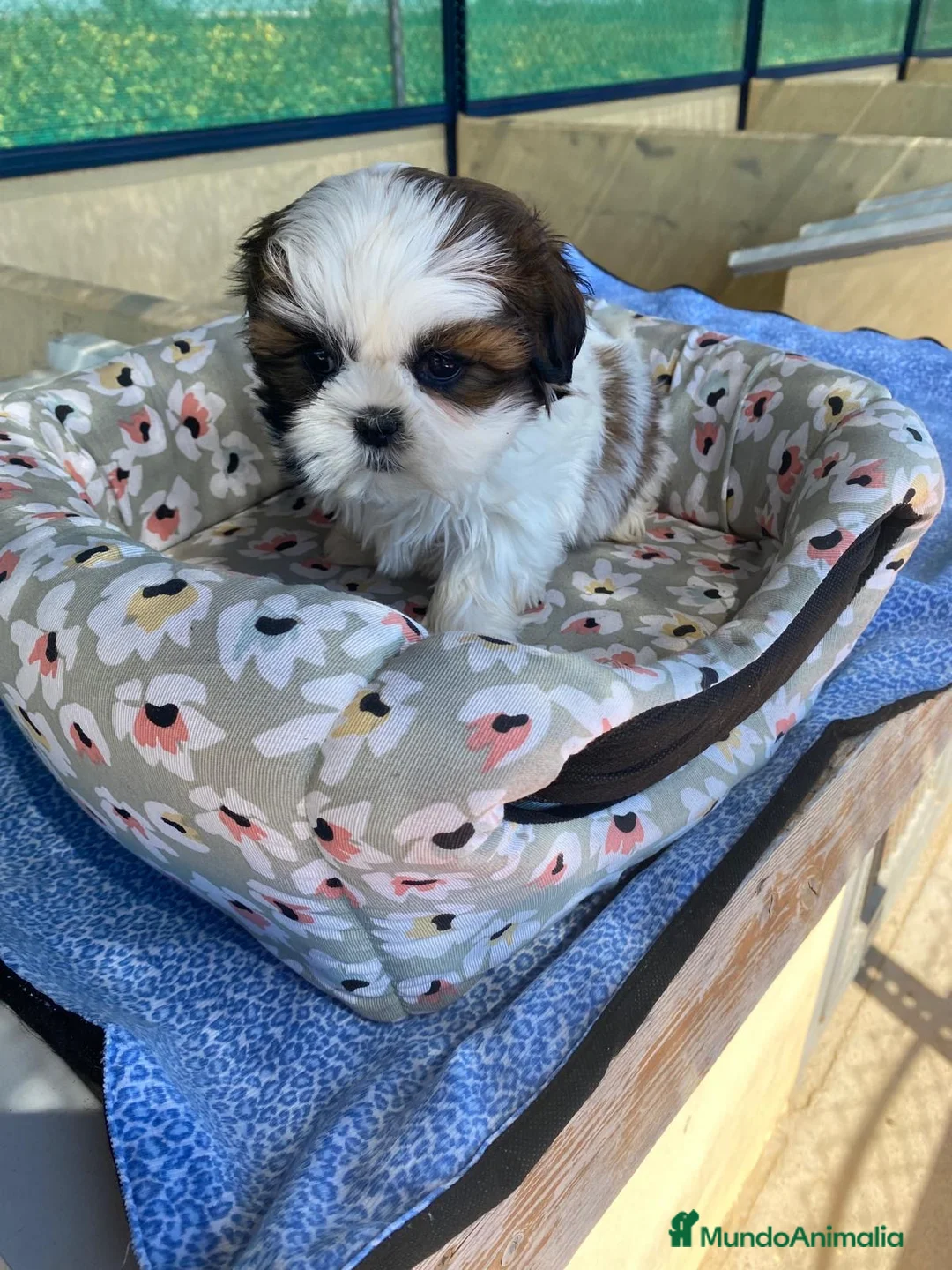 Shih Tzu perros en venta: CACHORRITOS DE SHIH TZU - Anuncio 1