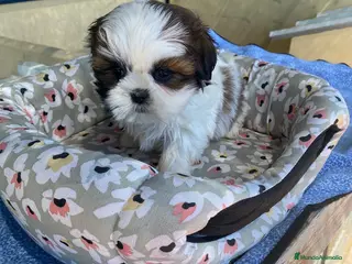 Shih Tzu perros CACHORRITOS DE SHIH TZU - Anuncio 1
