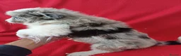 Border Collie perros en venta: Border Collie Merle  - Anuncio 3