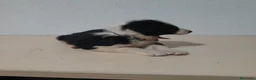 Border Collie perros en venta: BORDER COLLIE - Anuncio 40