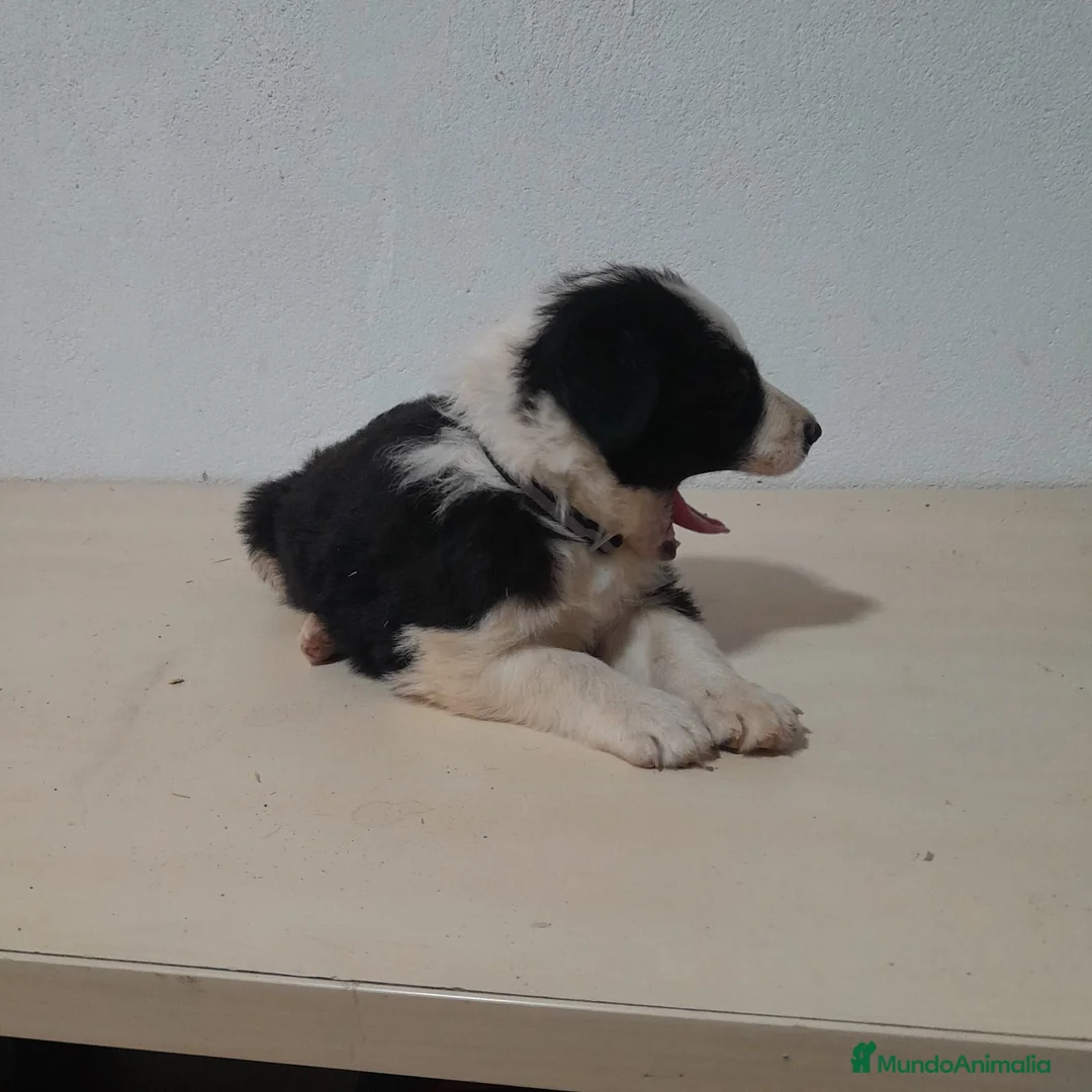 Border Collie perros en venta: BORDER COLLIE - Anuncio 40