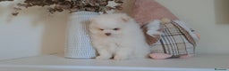 Pomerania perros en venta: Lulu de Pomerania  - Anuncio 2