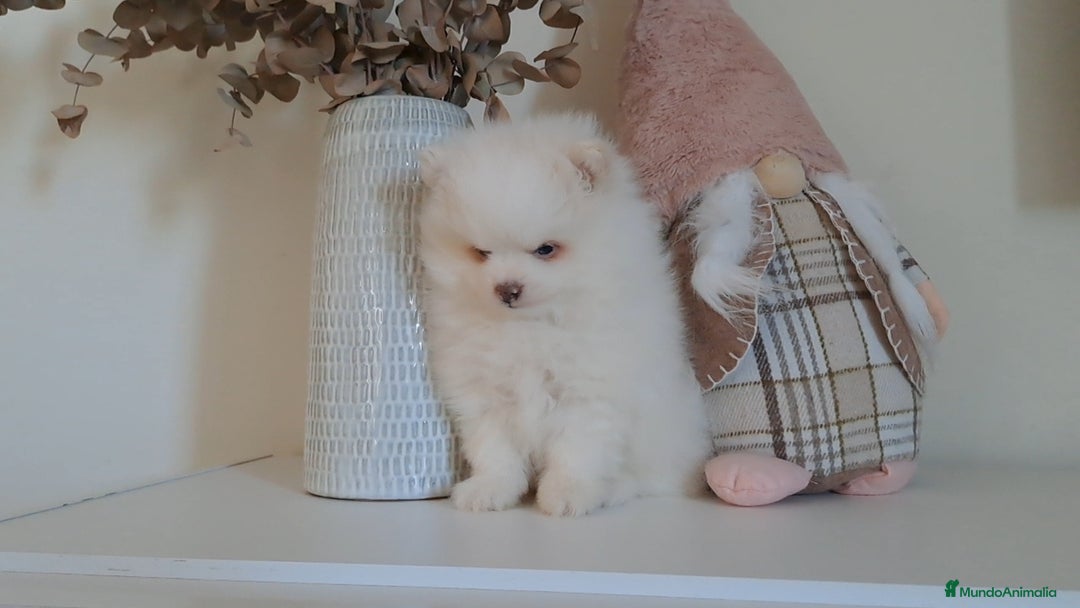 Pomerania perros en venta: Lulu de Pomerania  - Anuncio 2