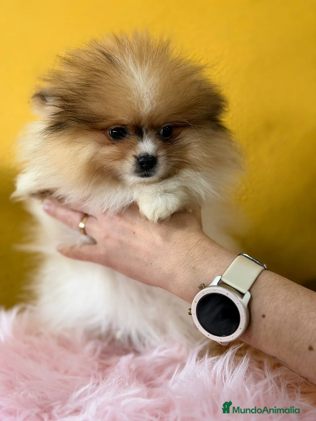 Pomerania perros en venta: Pomerania party color hembra  - Anuncio 3