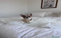 Chihuahua perros en venta: Chihuahua macho  - Imagen 2