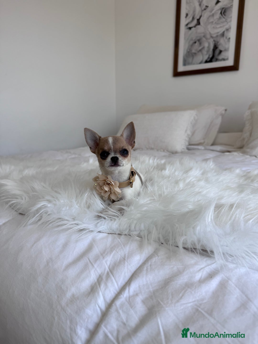 Chihuahua perros en venta: Chihuahua macho  - Imagen 2