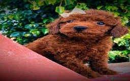 Caniche Toy perros en venta: Caniche rojo pimentón  - Imagen 1