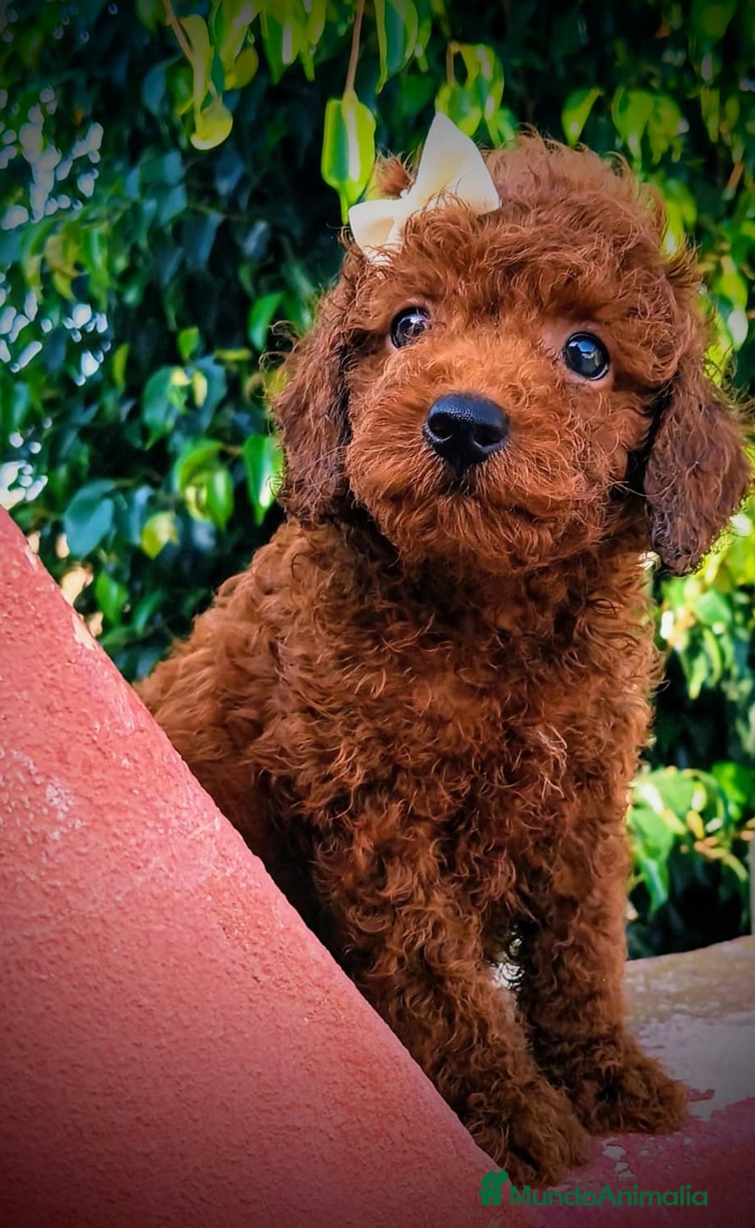 Caniche Toy perros en venta: Caniche rojo pimentón  - Imagen 1