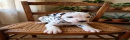 Dálmata perros en venta: Camada Dálmata Selección - Macho y Hembras - Anuncio 3