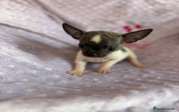 Chihuahua perros en venta: Chihuahua micro toy ruso - Imagen 1