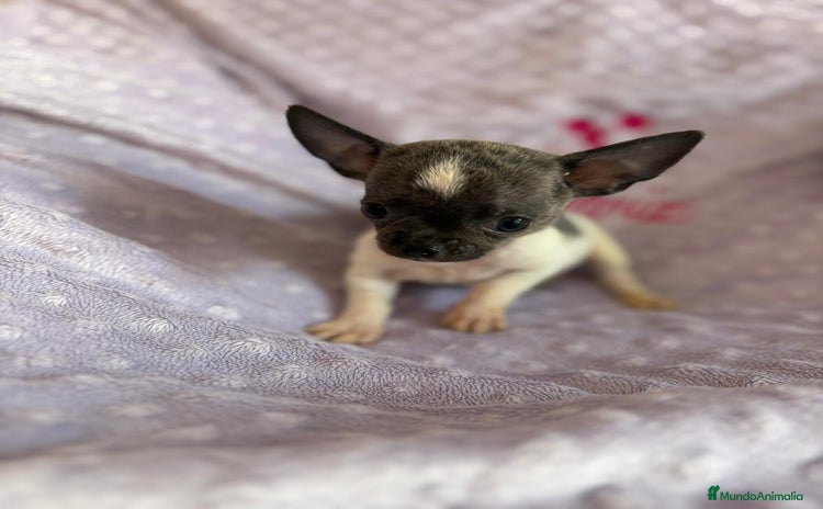 Chihuahua perros - Anuncio 2