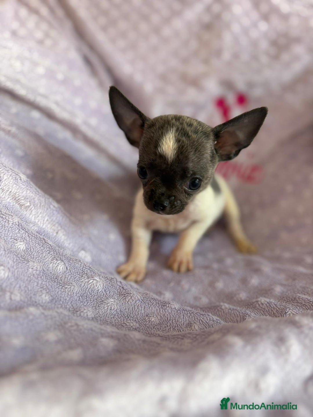 Chihuahua perros en venta: Chihuahua micro toy ruso - Imagen 1