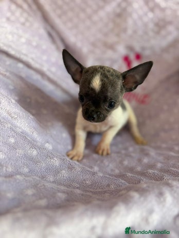 Chihuahua perros - Anuncio 2