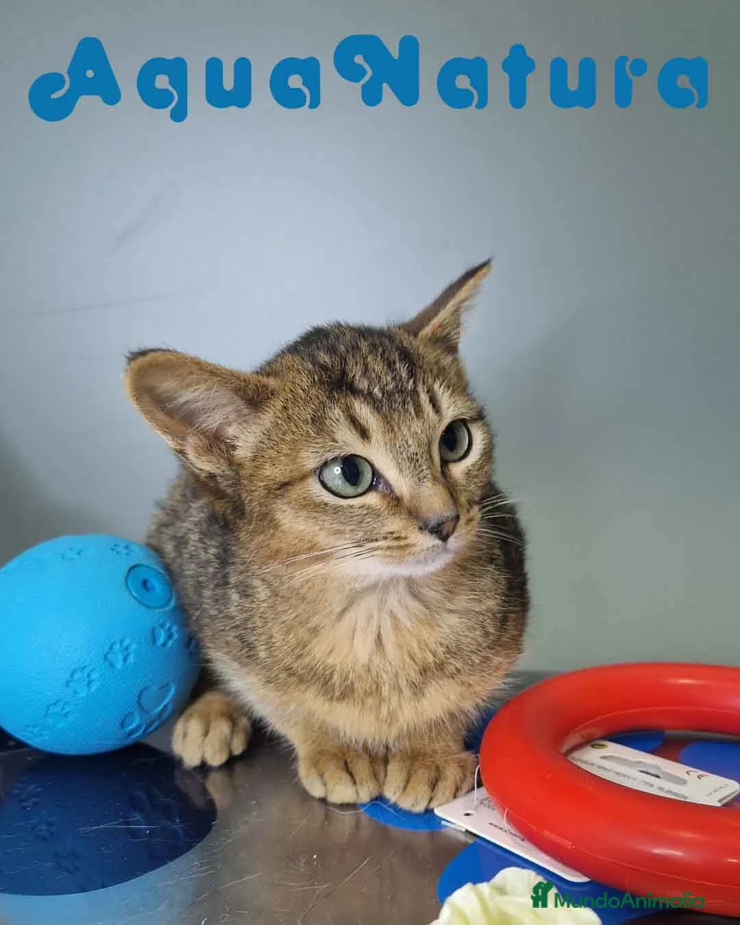 Abisinio gatos en venta: Abisinio Hembra de Santa 1934 AQUANATURA - Anuncio 1