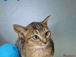 Abisinio gatos Abisinio Hembra de Santa 1934 AQUANATURA - Anuncio 4