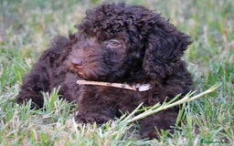 Perro de Agua Español perros en venta: Cachorro de perro de agua  - Imagen 3