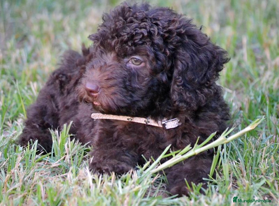 Perro de Agua Español perros en venta: Cachorro de perro de agua  - Imagen 3