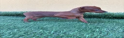 Pinscher Miniatura perros en venta: Mini pinscher miniatura hembra  - Anuncio 10
