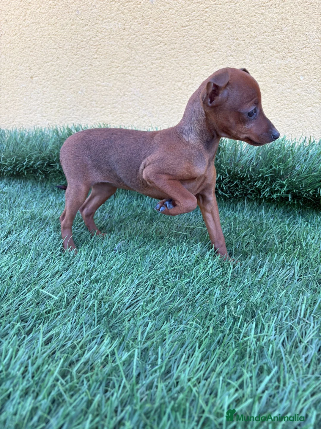 Pinscher Miniatura perros en venta: Mini pinscher miniatura hembra  - Anuncio 10