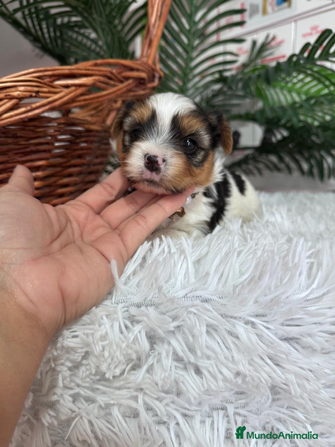 Yorkshire Terrier perros en venta: YORKSHIRE BIEWER HEMBRA - Anuncio 2