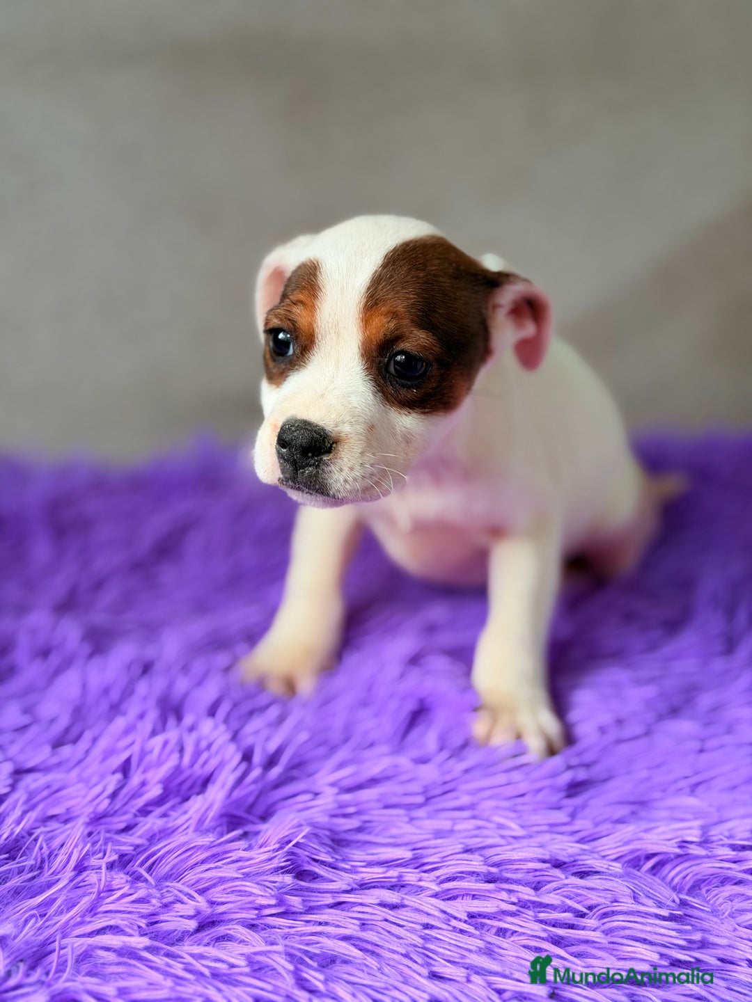 Staffordshire Bull Terrier perros en venta: Staffordshire hembra  - Anuncio 3