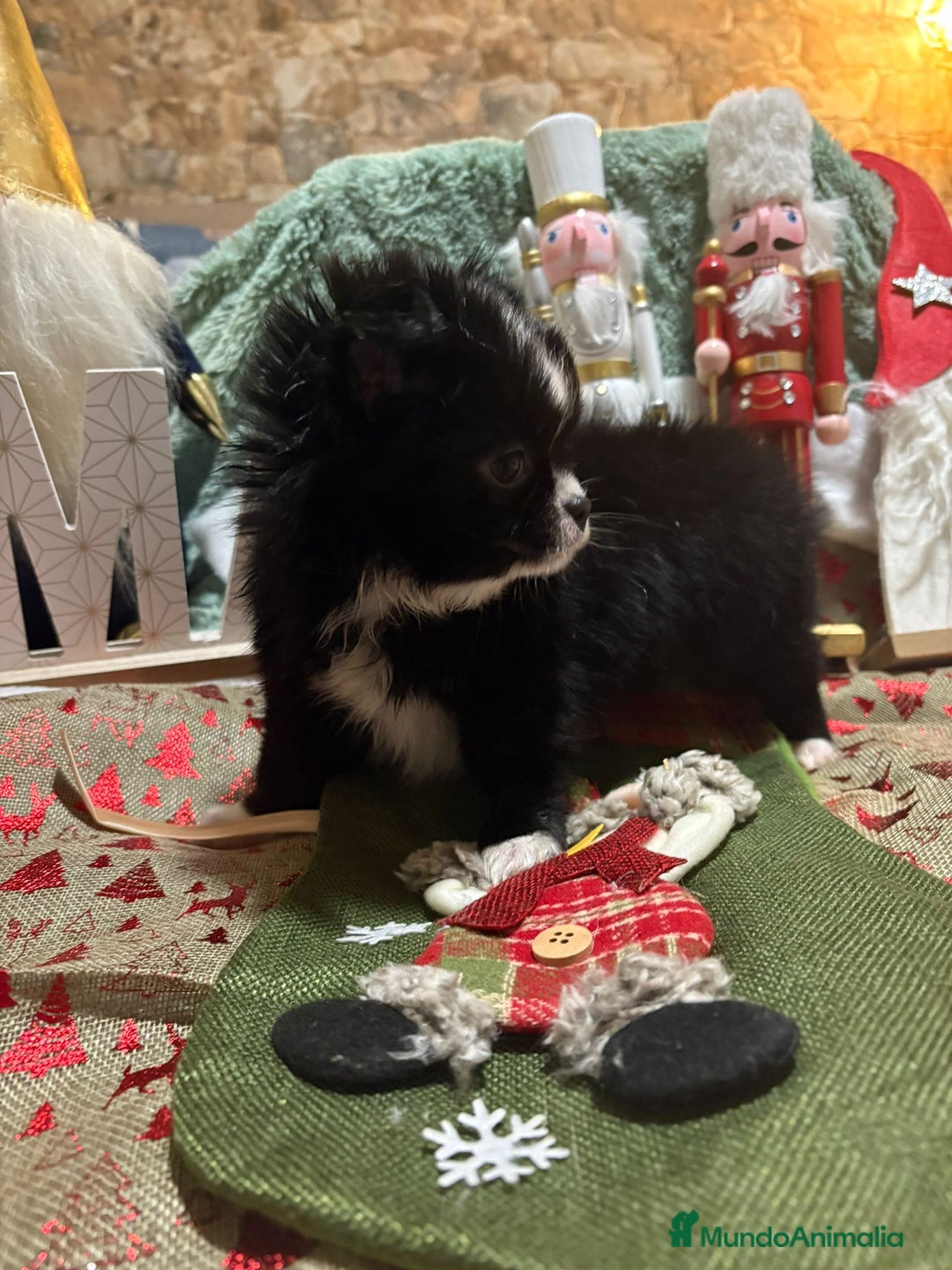 Chihuahua perros en venta: Chihuahua toy pelo largo ruso - Anuncio 6