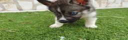 Husky Siberiano perros en venta: Husky Jet Black y Agouti EXÓTICOS - Anuncio 17